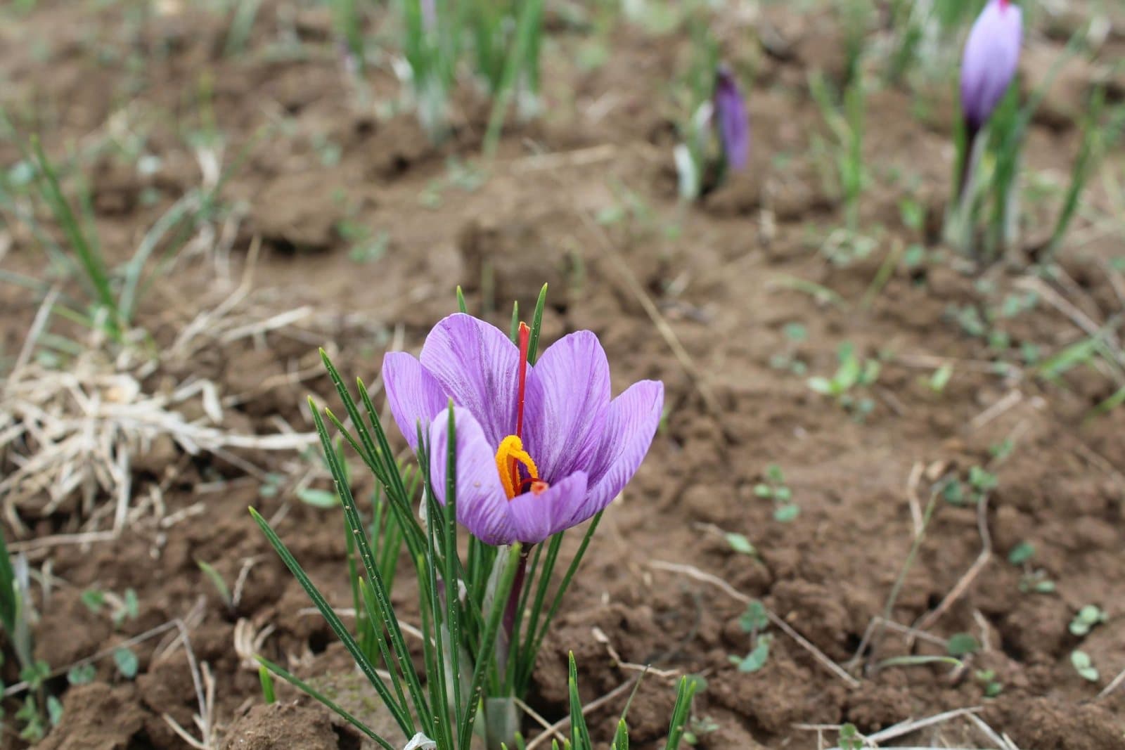 A single purple crocus opening in bare early-spring soil, a small bloom that found a way through
