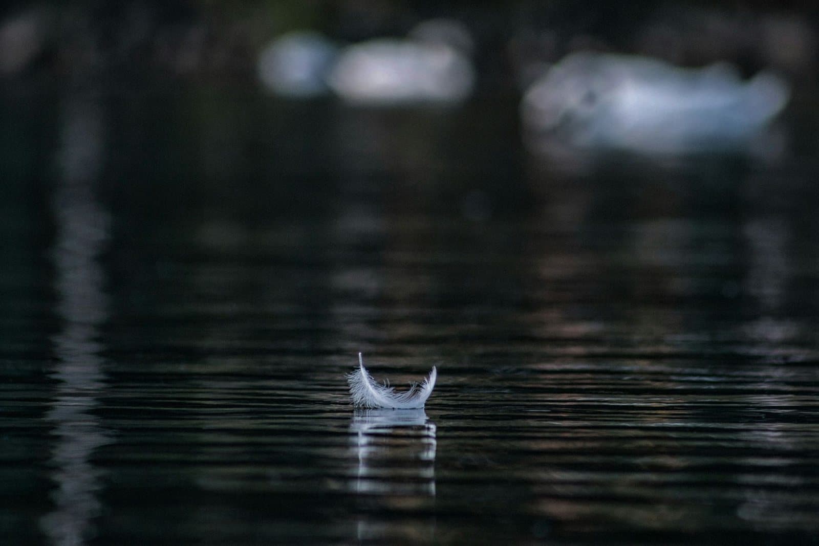 A single white feather floating on still, dark water, a quiet image for grief counseling